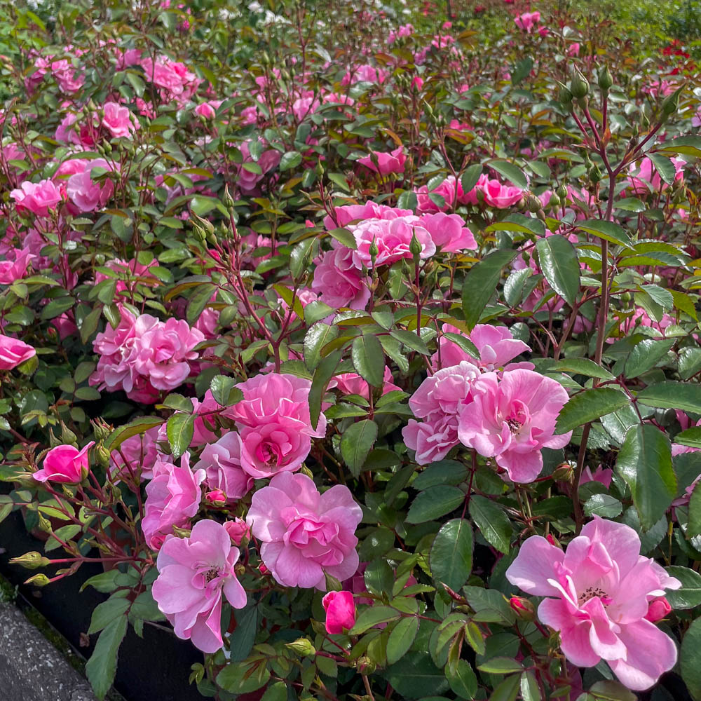 Bodendeckerrose 'Schöne Dortmunderin' ®