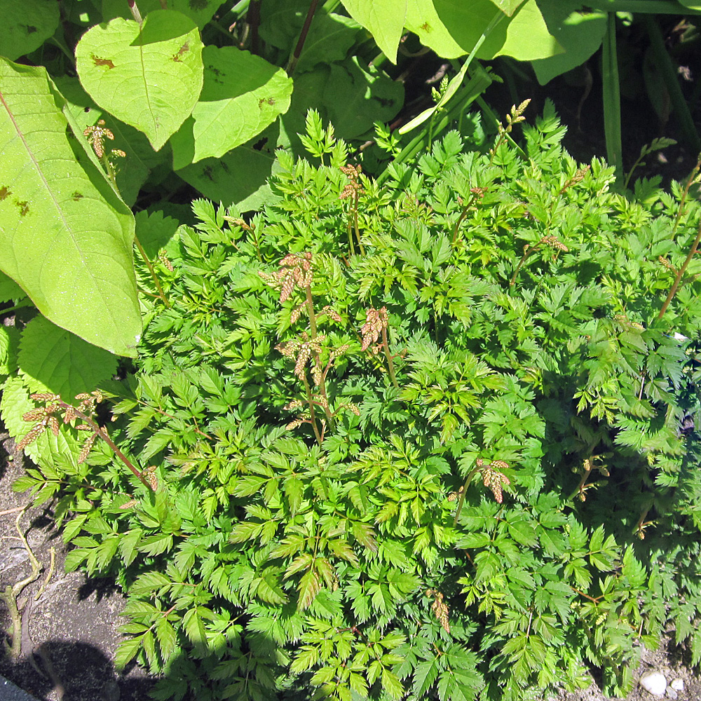 Geißbart, Aruncus, Schattengewächs