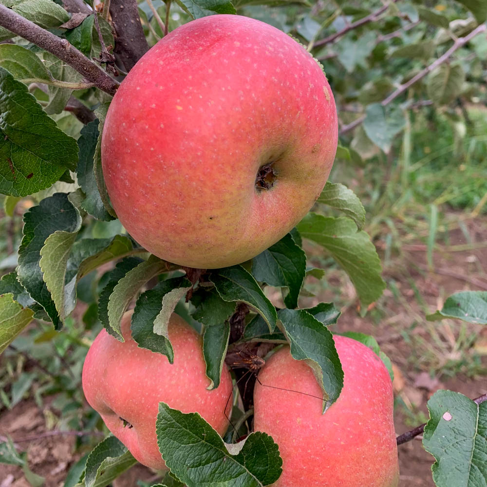 Apfel 'Roter Berlepsch'