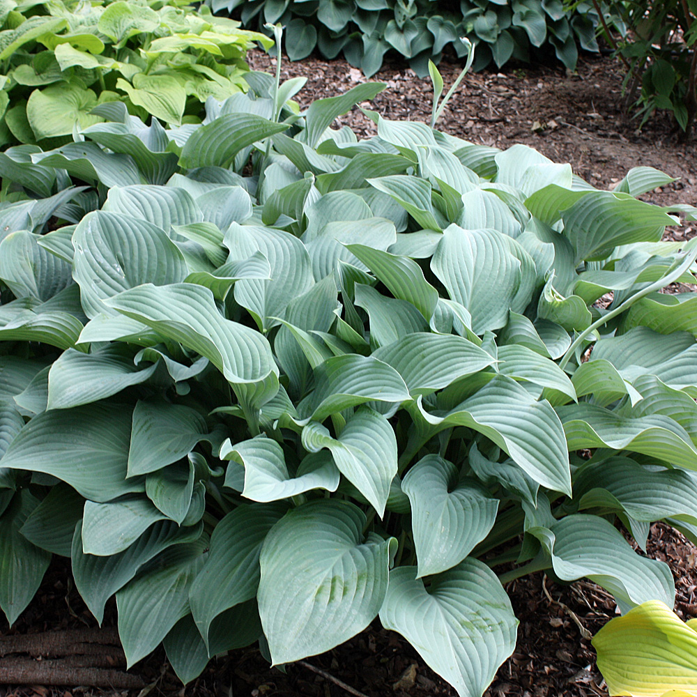 Funkie Krossa Regal, Hosta, Unterbepflanzung