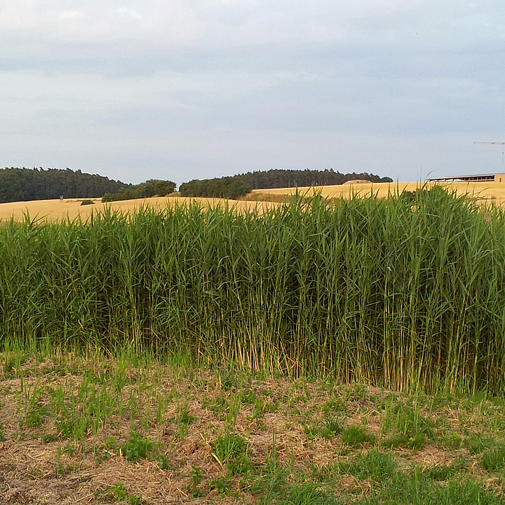 Gewöhnliches Schilf, Hohes Schilfgras, Wasserpflanze