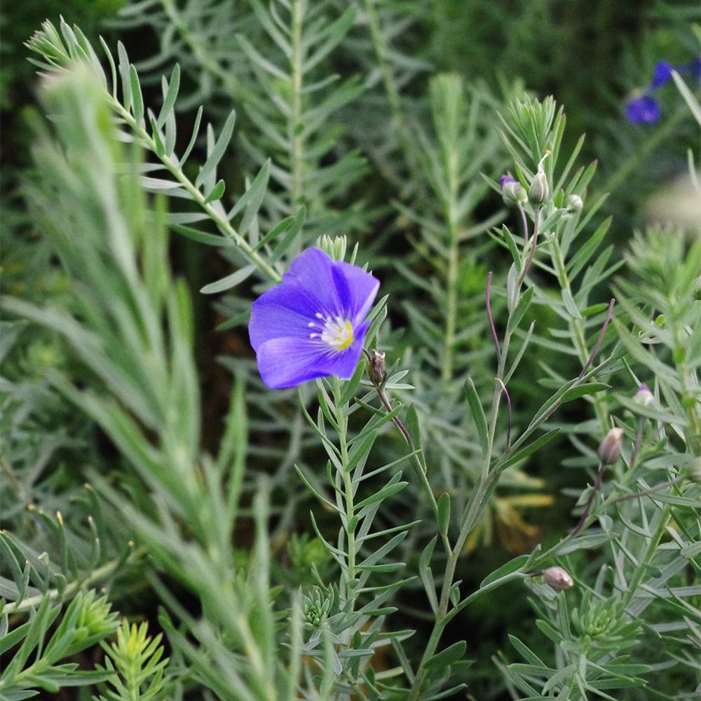 Staudenlein 'Nanum Saphir'