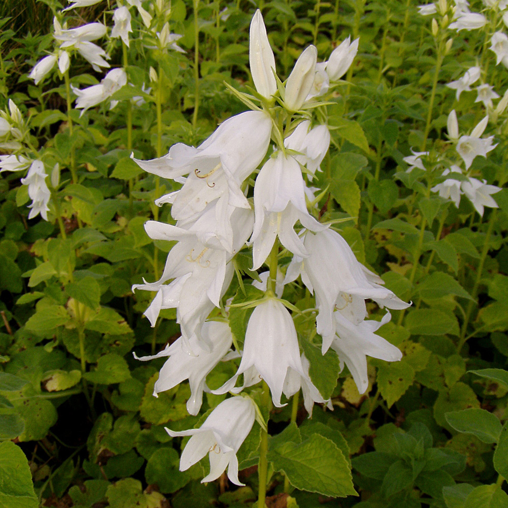 Wald Glockenblume, Campanula, Blütenstaude, Wildstaude