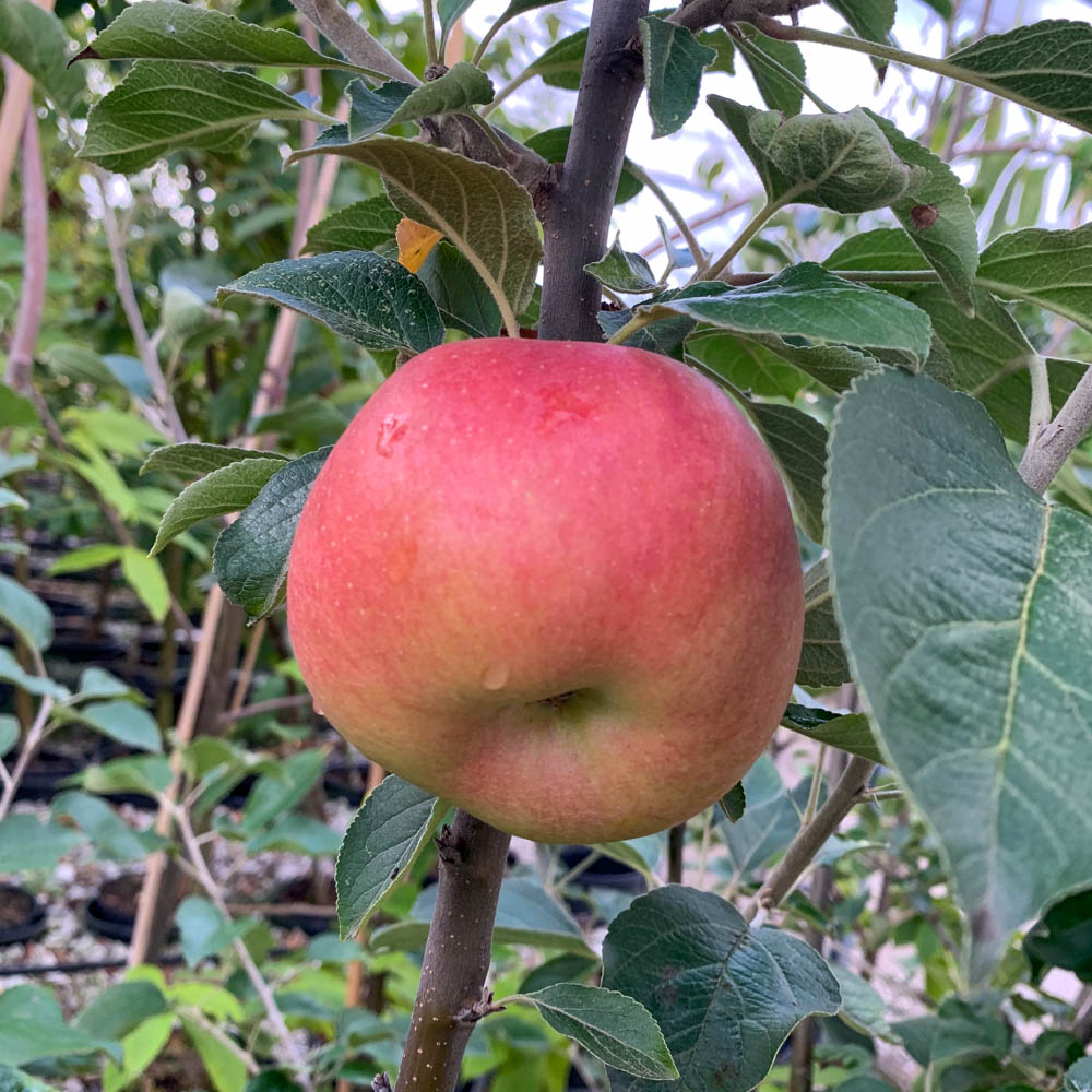 Apfel 'Jakob Fischer'