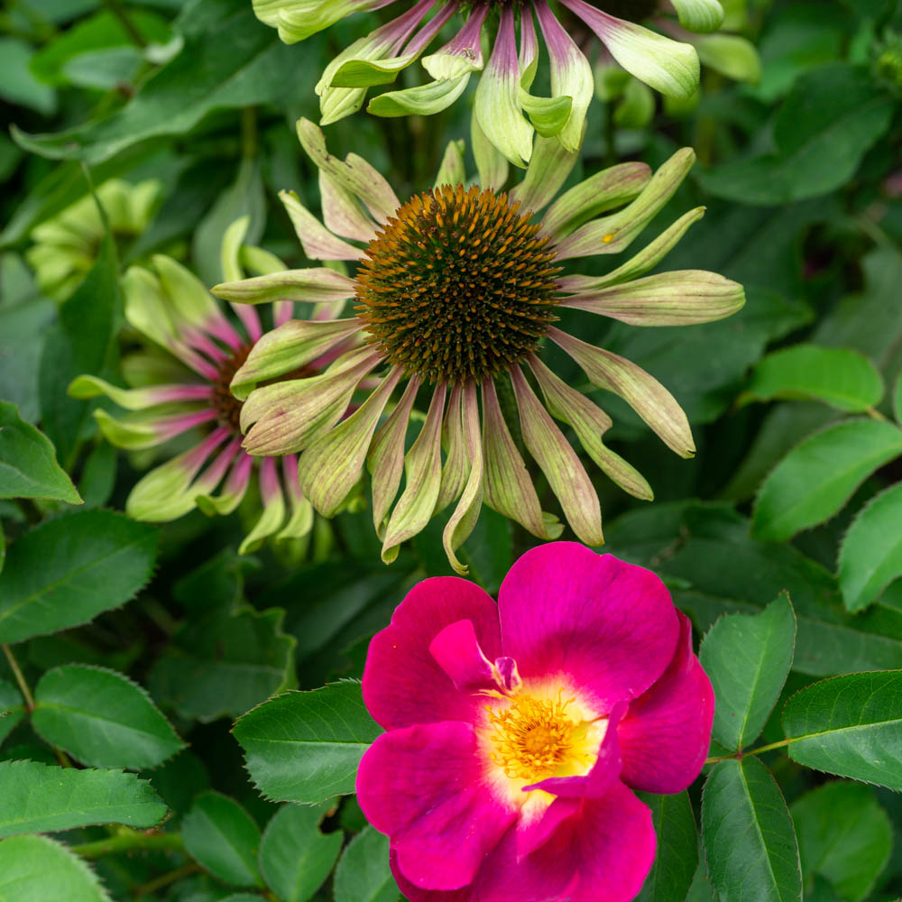 Sonnenhut 'Green Envy'®