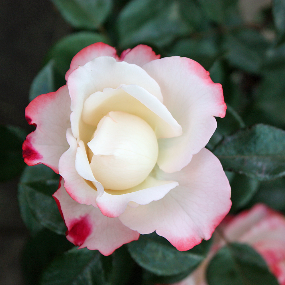 Edelrose Nostalgie, Rose, Blütenpflanze