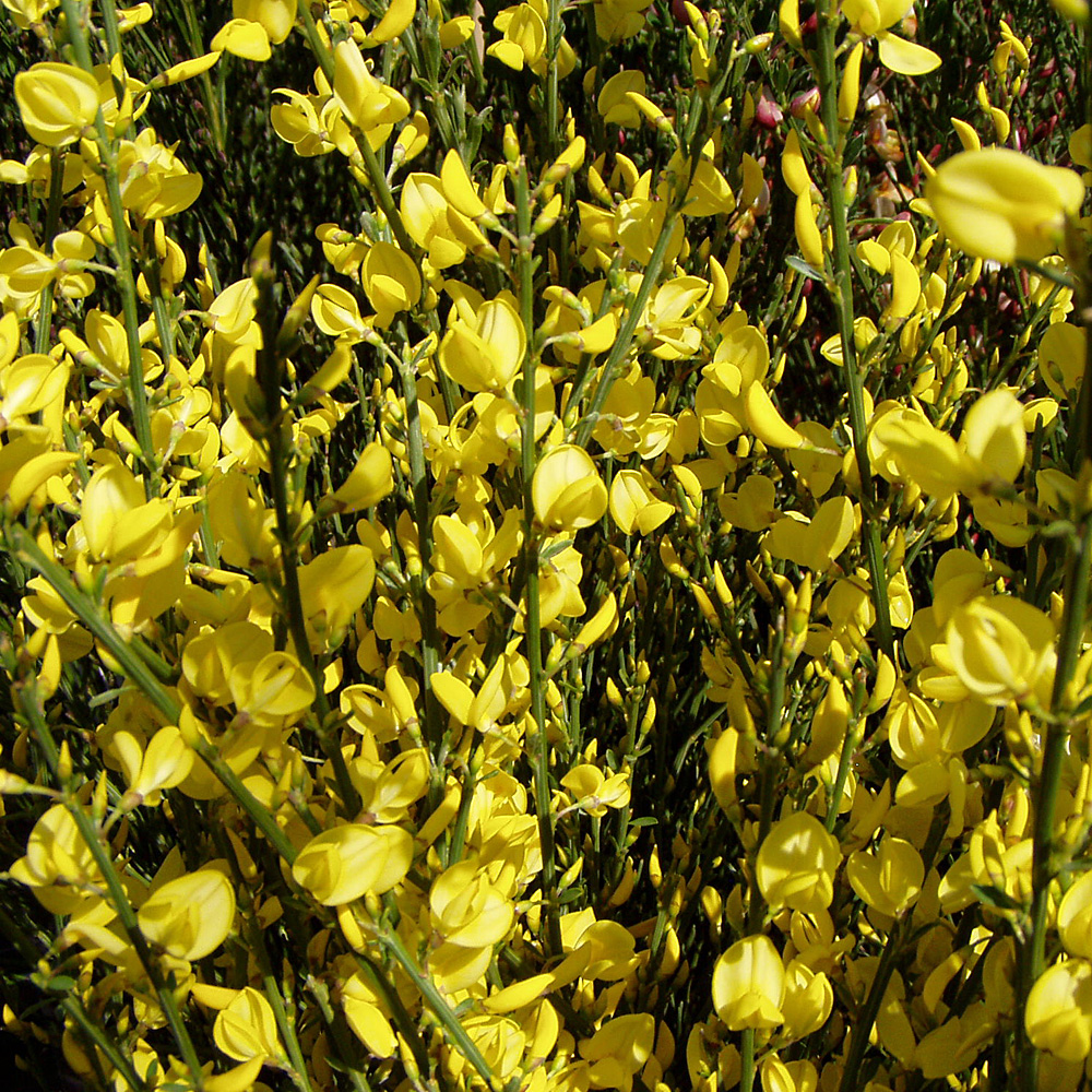 Elfenbeinginster, Ginster, Frühling