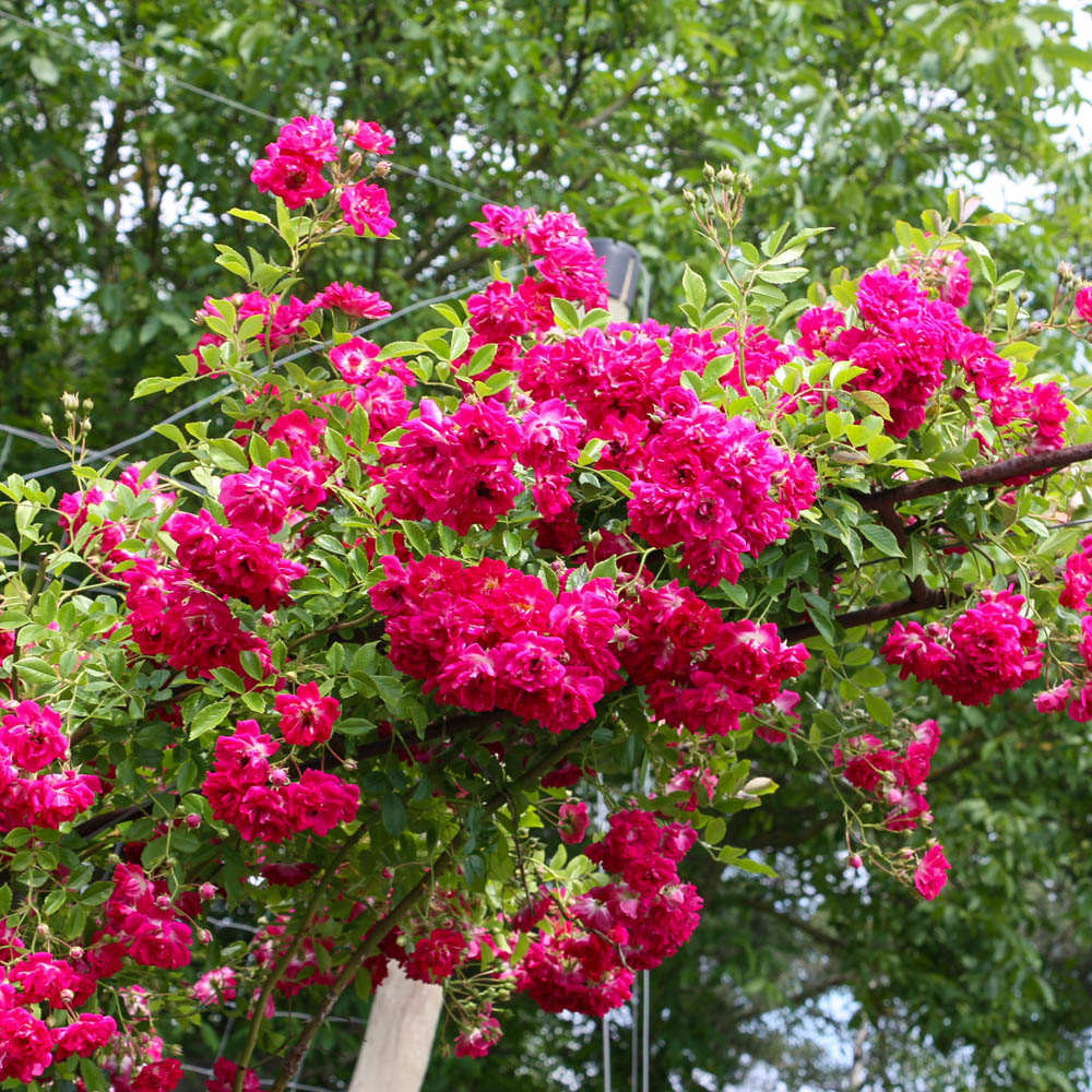 Kletterrose 'Super Excelsa' ®
