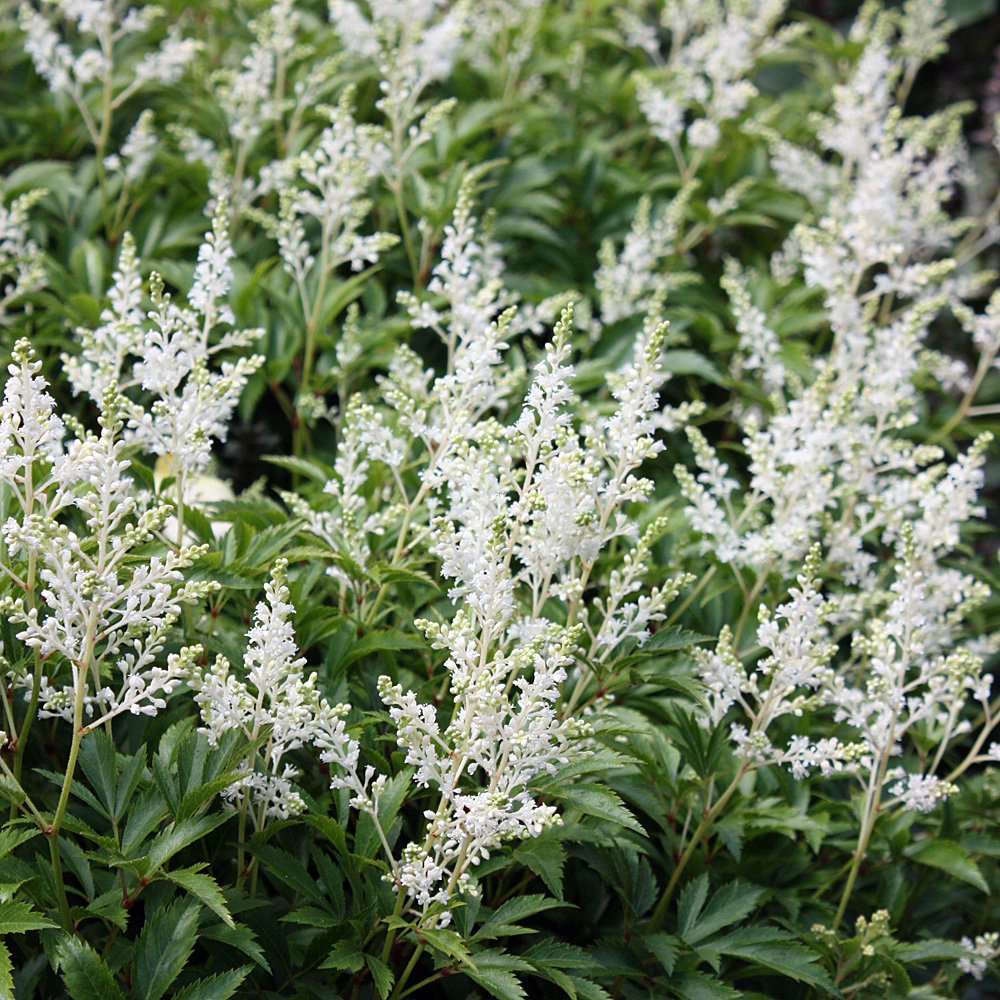 Prachtspiere Deutschland, Astilbe, Schattenpflanze