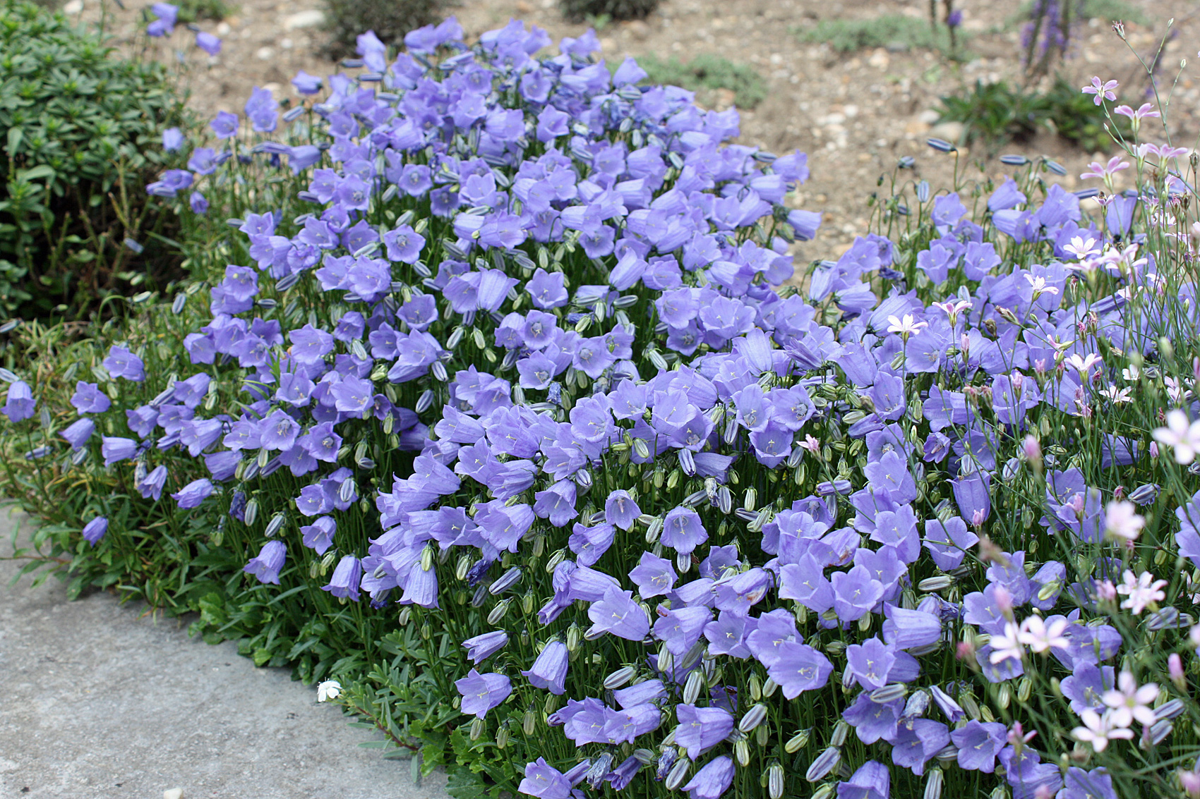 Glockenblume