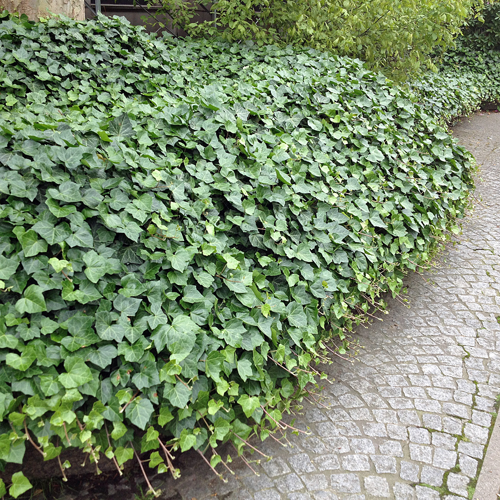 Efeu, Kletterpflanze, Bodedecker, immergün