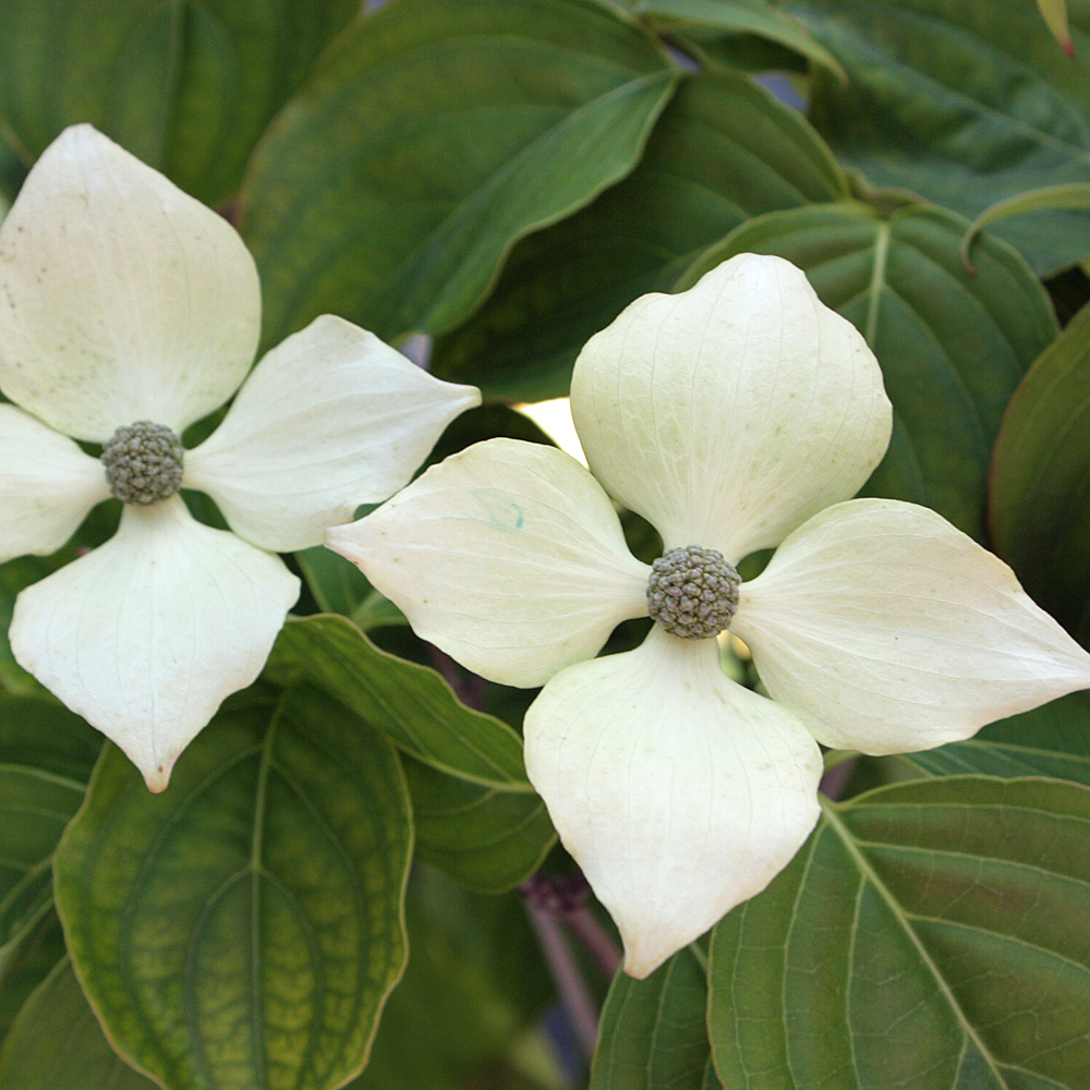 Chinesischer Blumenhartriegel, Cornus, Blütengehölz