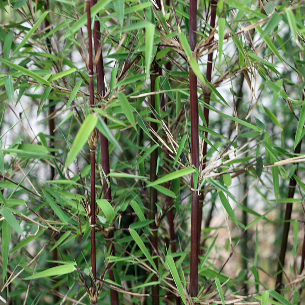 Rotstieliger Gartenbambus