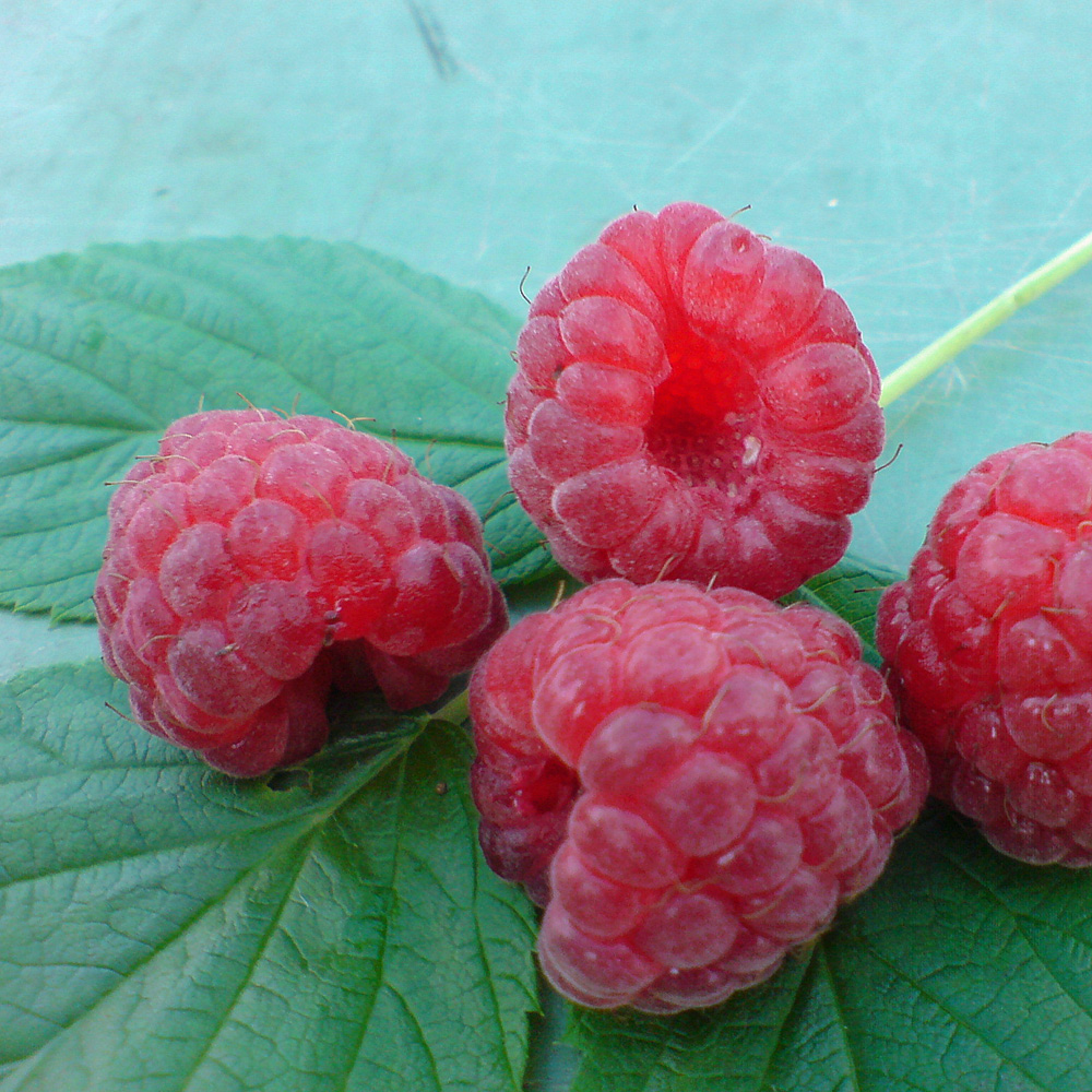 Sommerhimbeere 'Malling Promise'