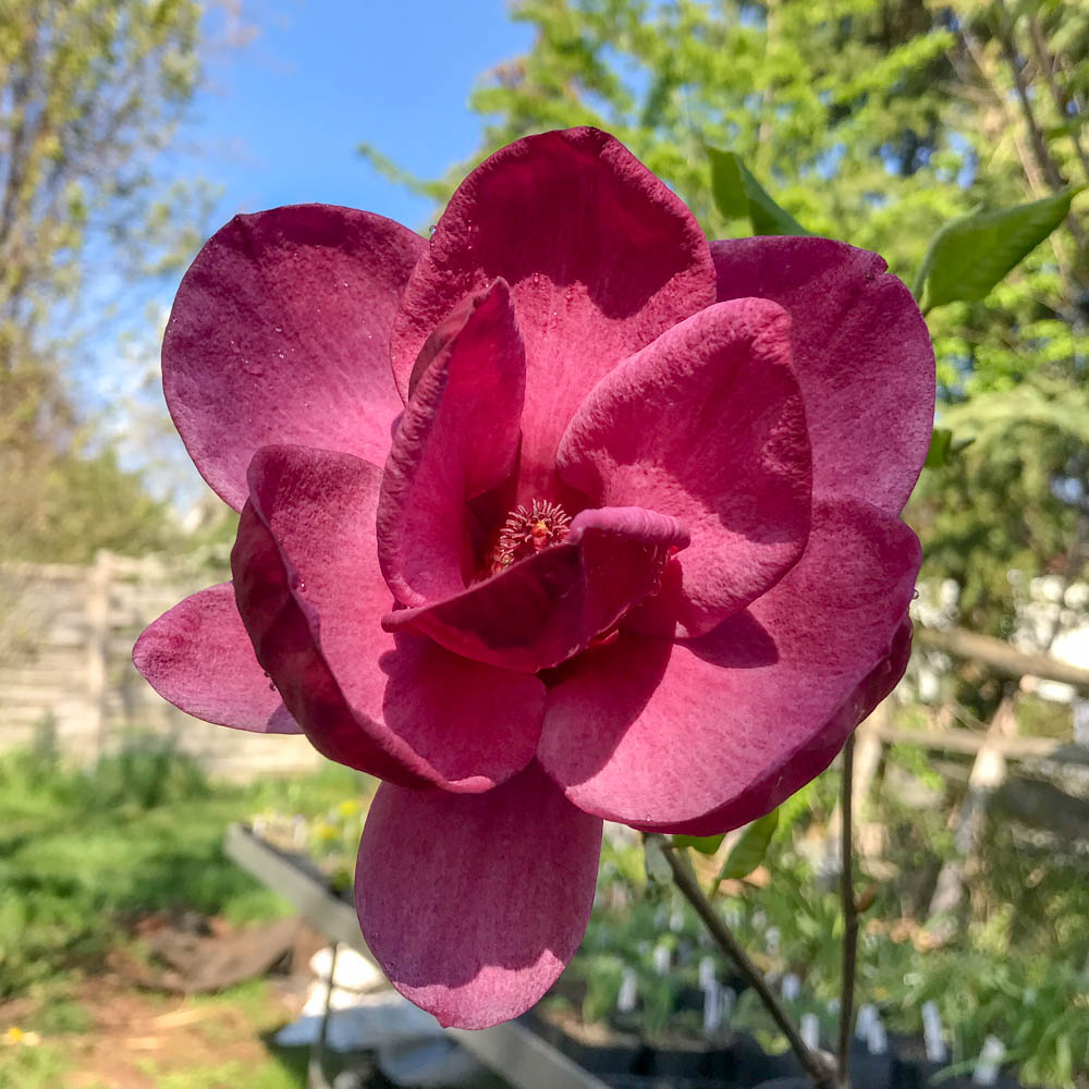 Magnolie Genie, Magnolia, Frühjahrsblüher