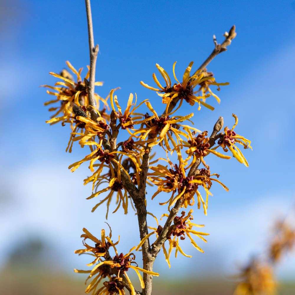 Zaubernuss 'Jelena'