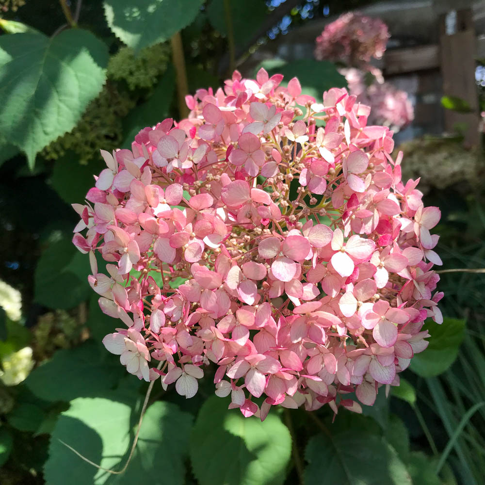 Balllhortensie Pink Annabelle, Hydrangea, Blütengehölz