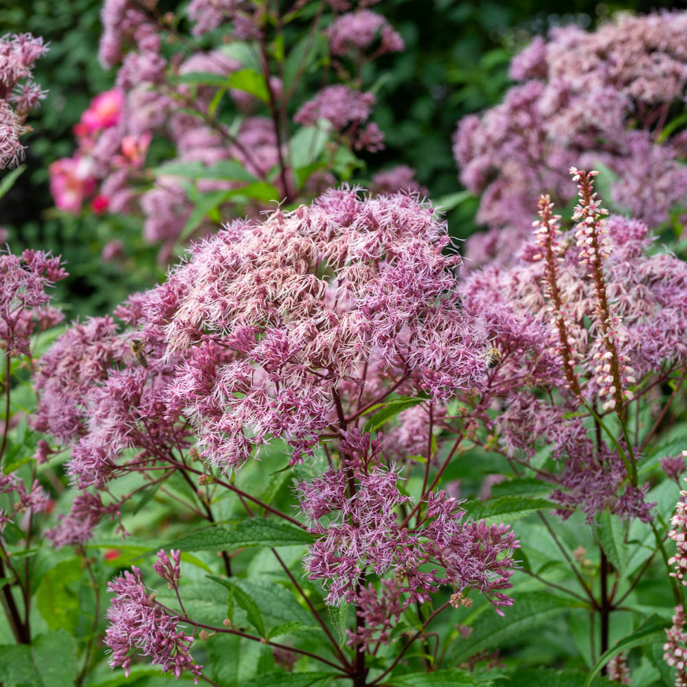 Gewöhnlicher Wasserdost, Heilpflanzen, Schmetterlinge, Bienen