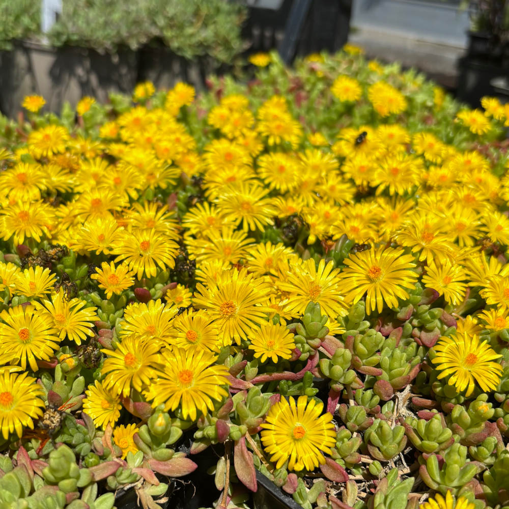 Lesotho Mittagsblume