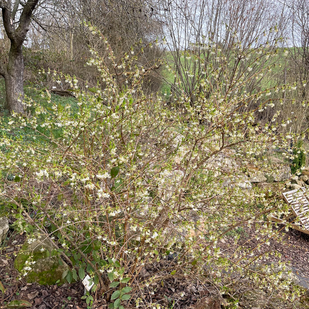 Winter Heckenkirsche