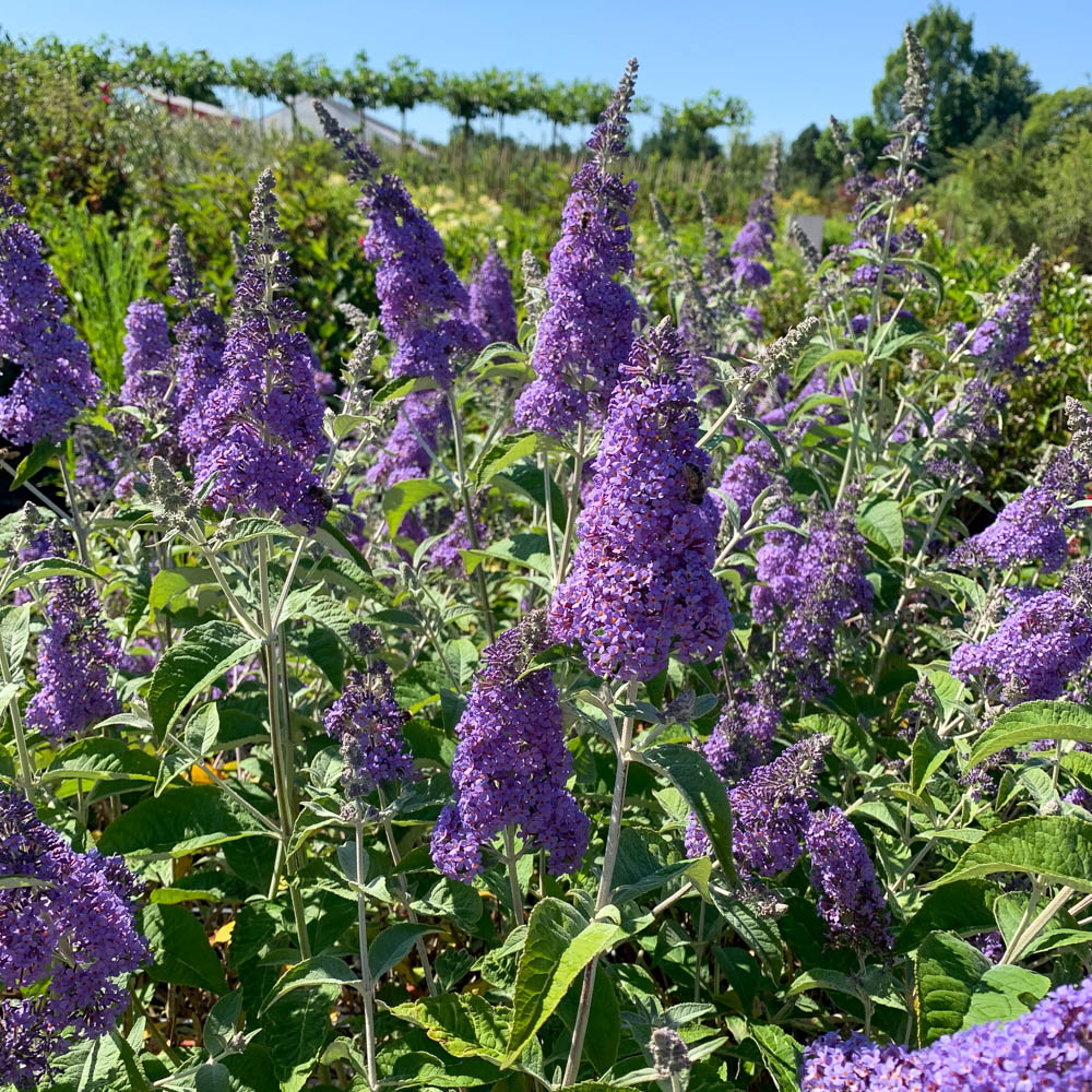 Sommerflieder 'Lochinch'