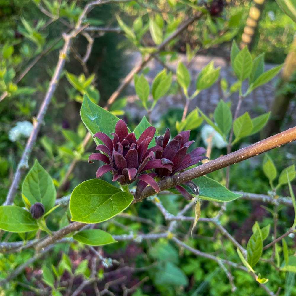 Gewürzstrauch, Calycanthus, Duftpflanze