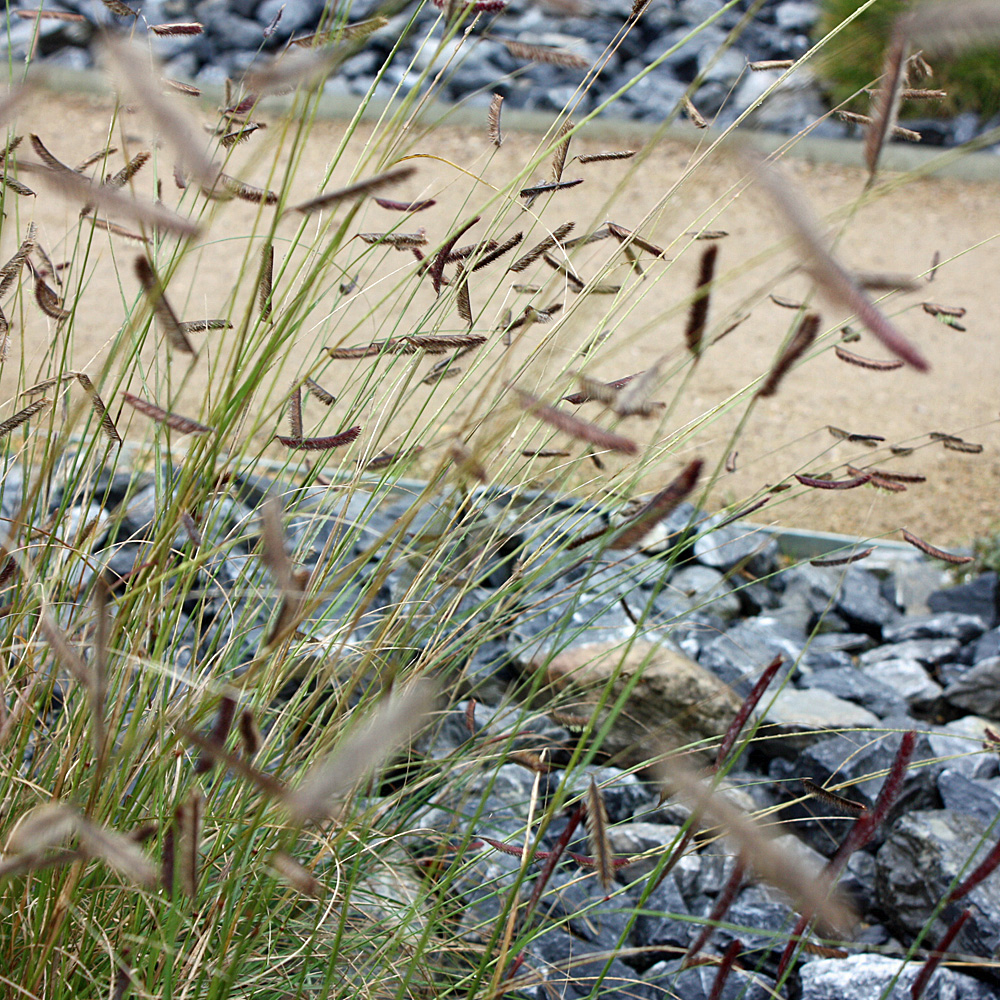 Moskitogras, Bouteloua gracilis, Ziergras