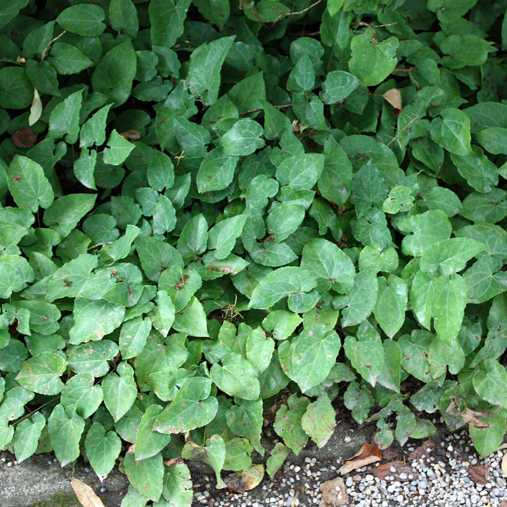 Elfenblume 'Frohnleiten'