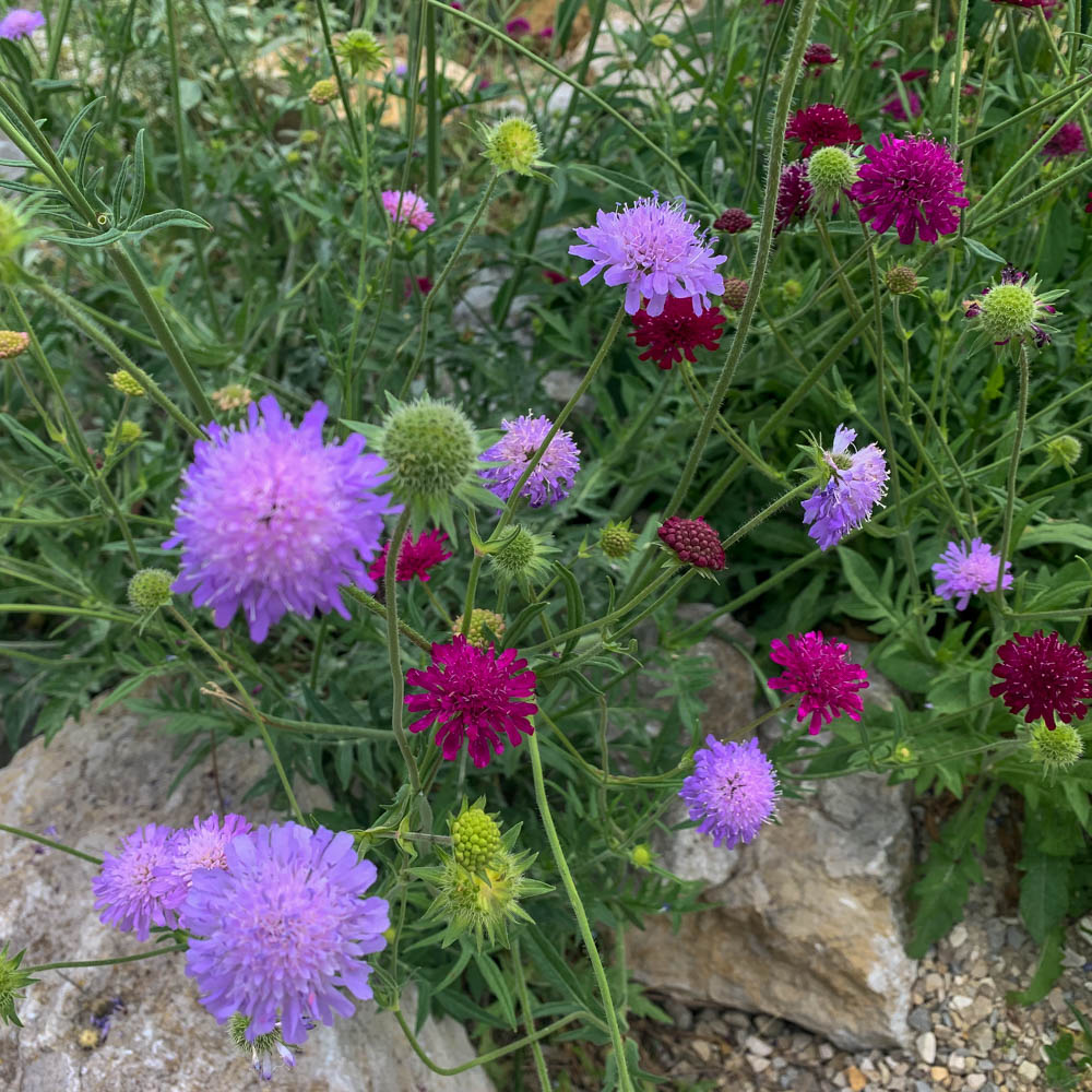 Skabiose Butterfly Blue, Scabiosa, Bienenweide