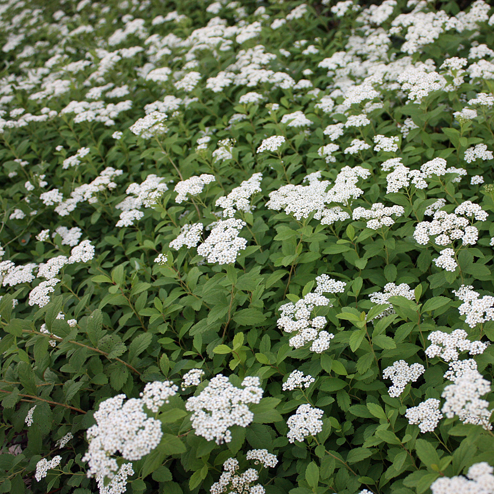 Zwergspiere Albiflora, Blütenstrauch, Bodendecker