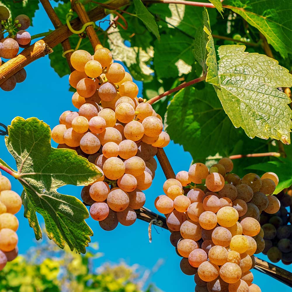 Weinrebe 'Birstaler Muskat'