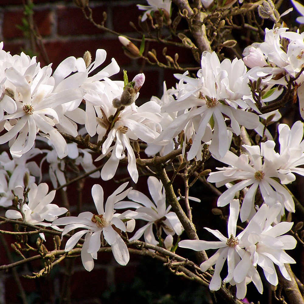 Sternmagnolie, Magnolie, Frühjahrsblüher