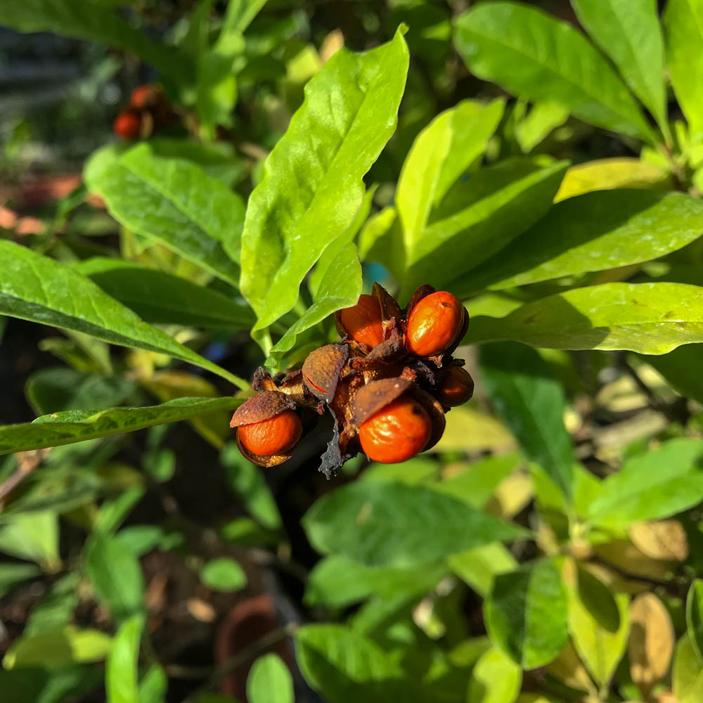 Sternmagnolie, Magnolie, Frühjahrsblüher