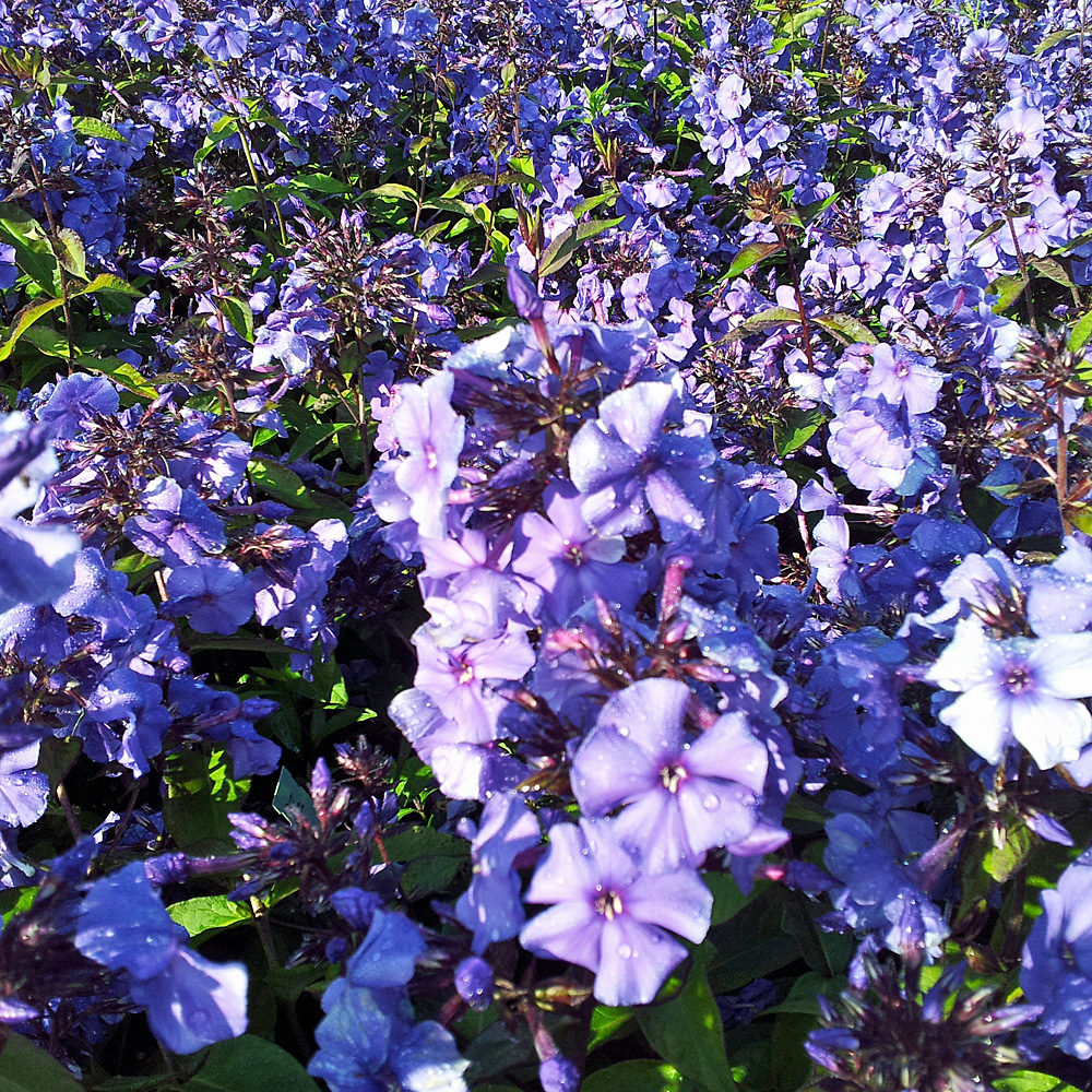 Phlox Blue Paradies, Flammenblume, Beetstaude