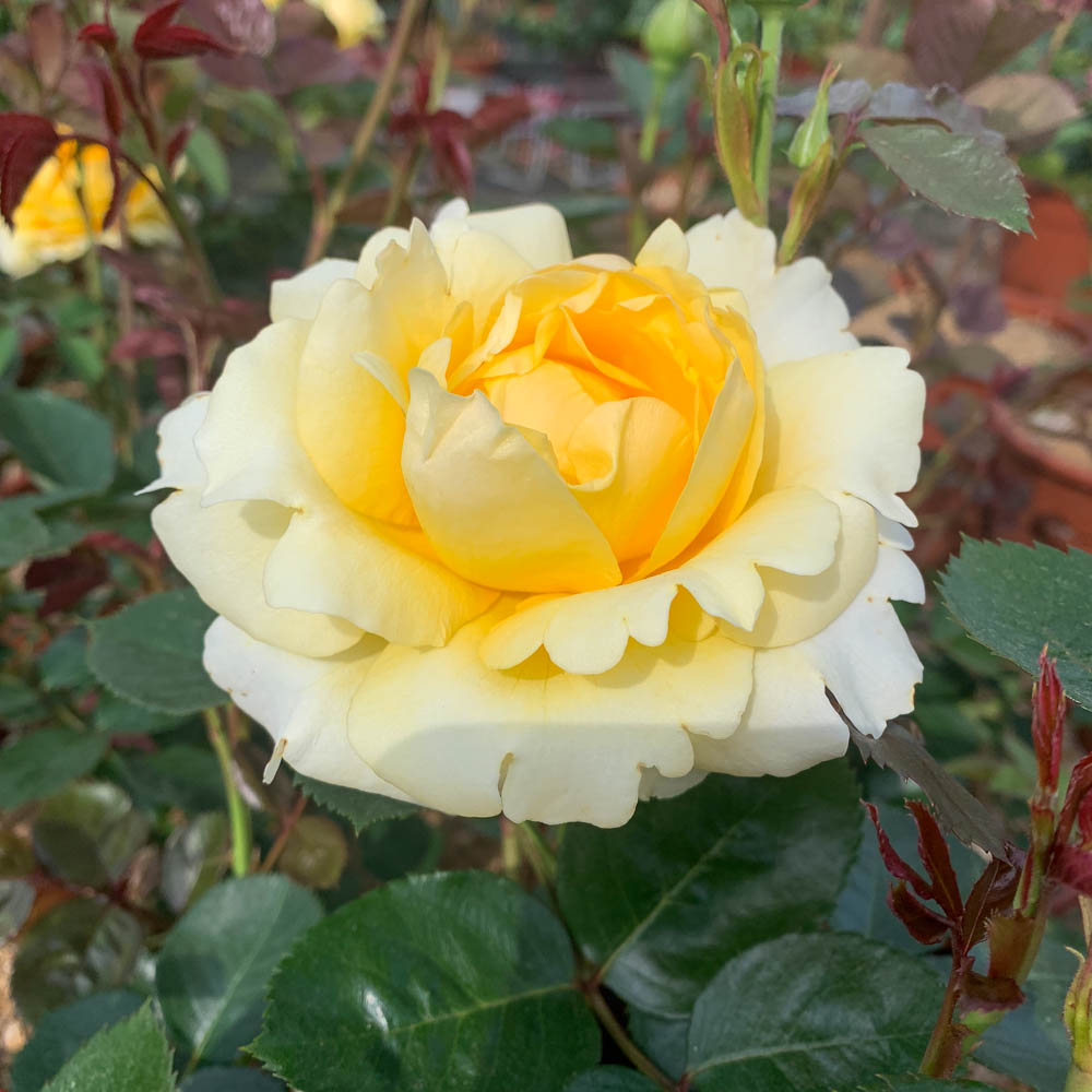 Kletterrose 'Sommergold'