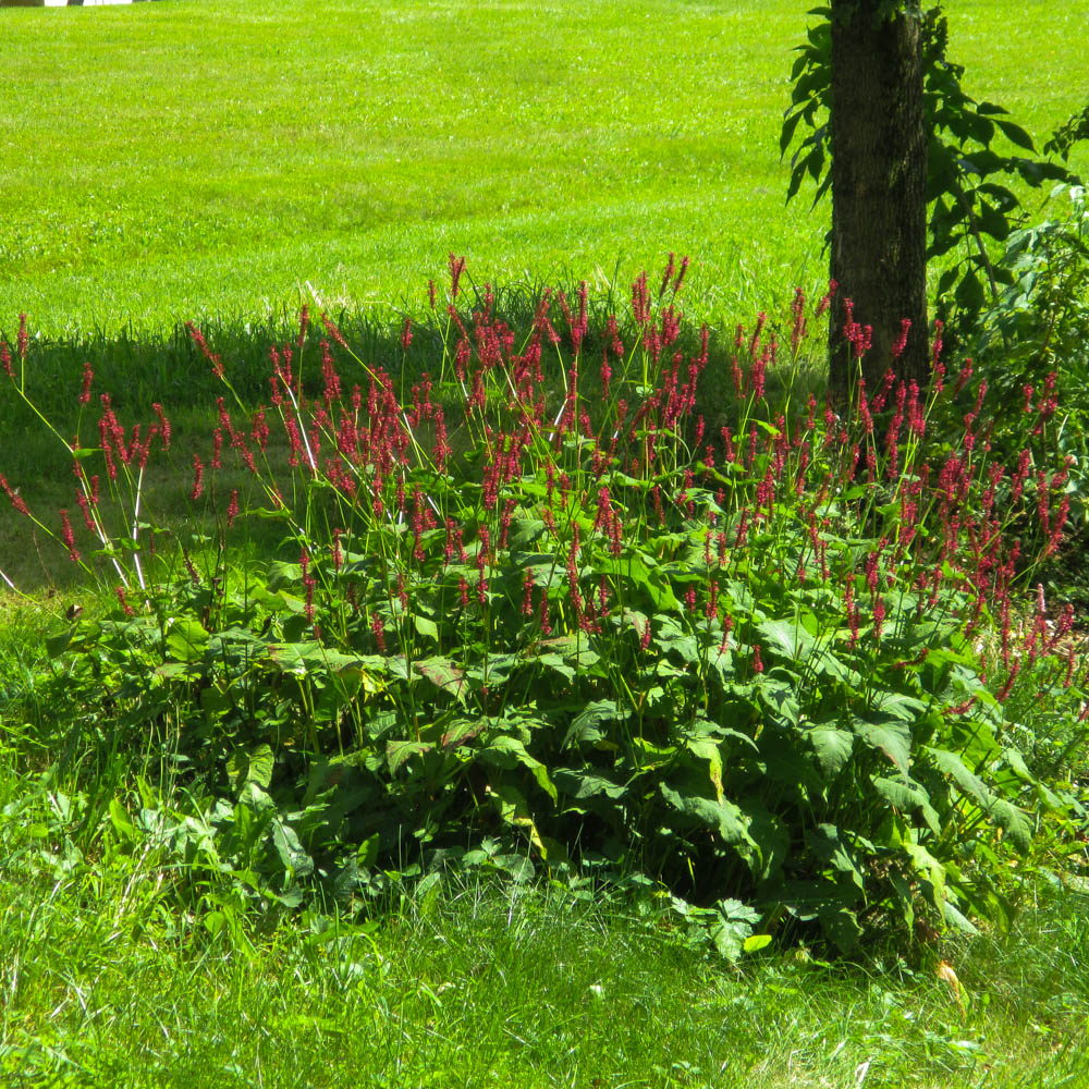 Kerzenknöterich Atrosanguineum, Prachtstaude, Blütenkerzen