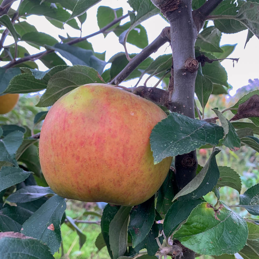 Zwergapfel 'Goldparmäne' - Miniobst