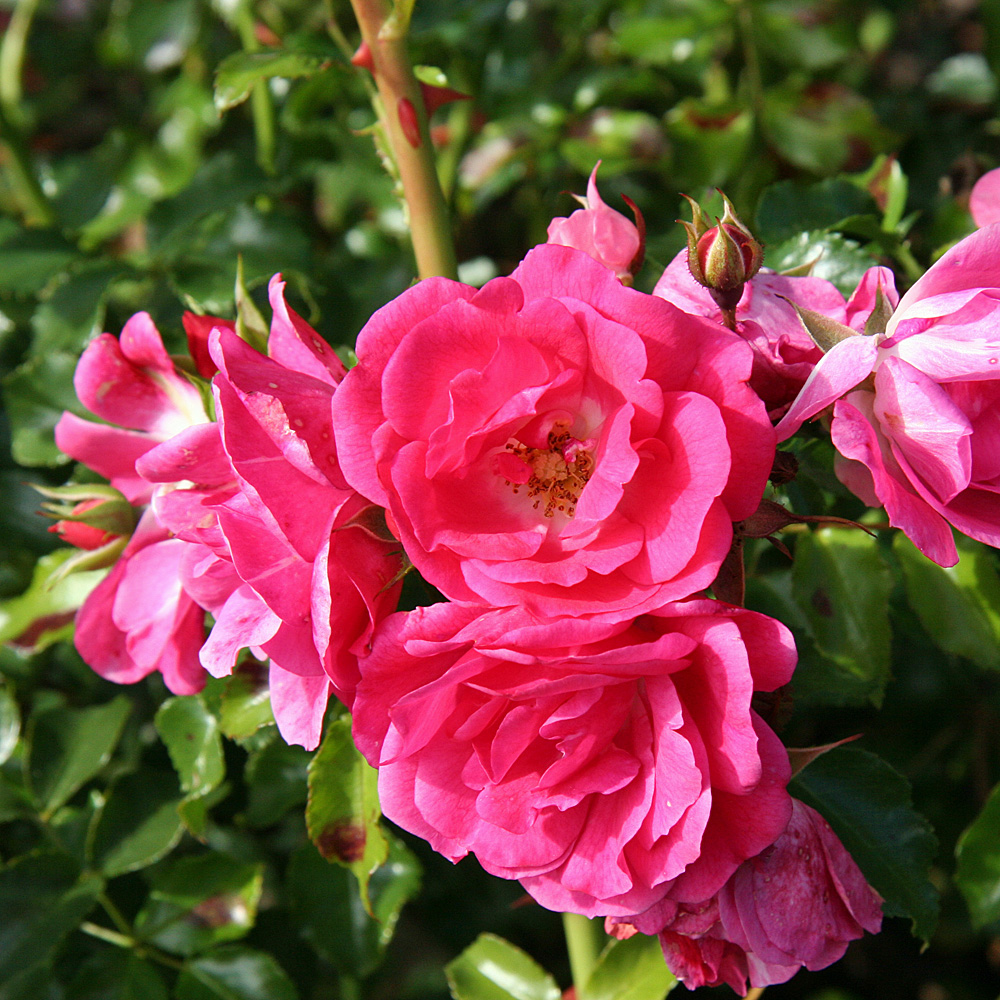 Bodendeckerrose Heidetraum, Rose, Bodendecker