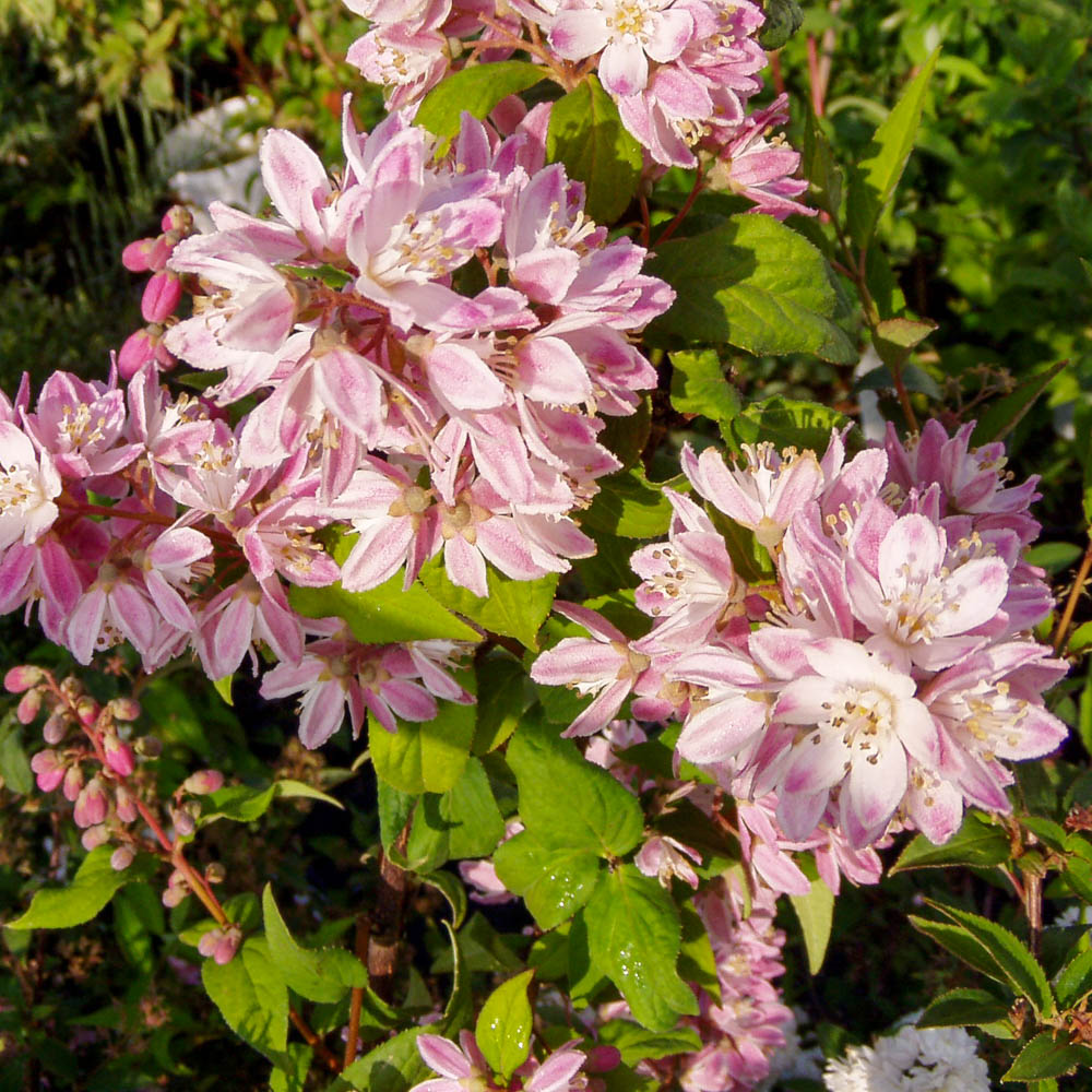 Maiblumenstrauch 'Yuki Cherry Blossom'