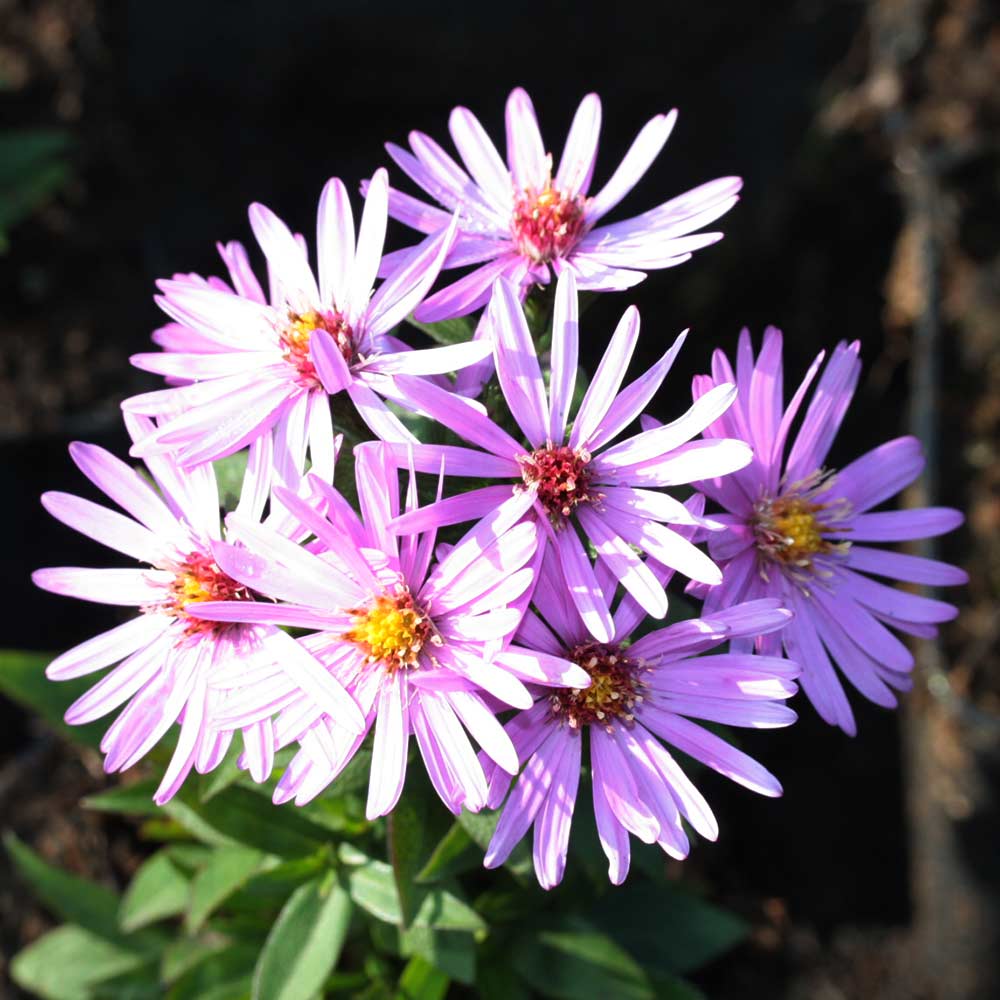Kissenaster 'Rosenwichtel'