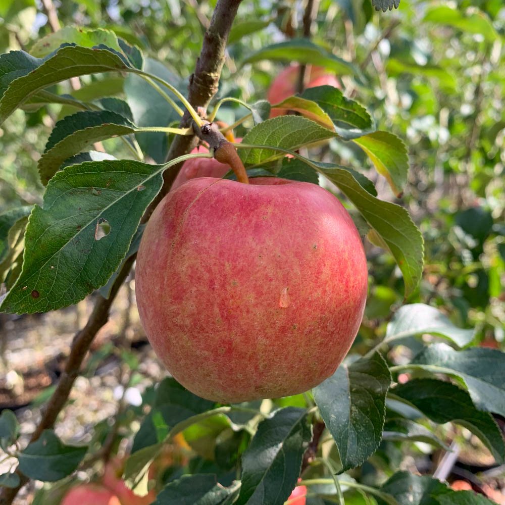 Apfel 'Piros'®