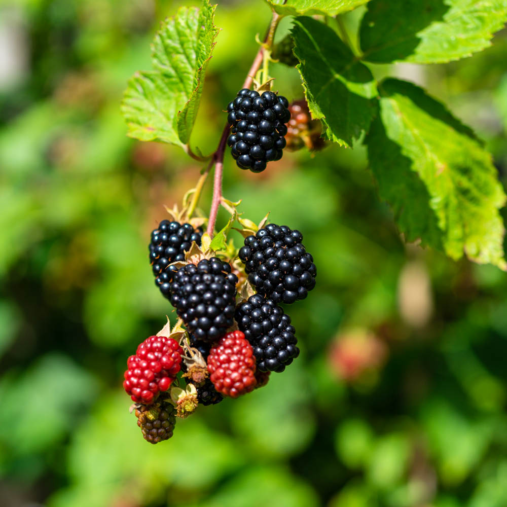 Zwergbrombeere 'Lowberry' ® 'Little Black Prince' ®