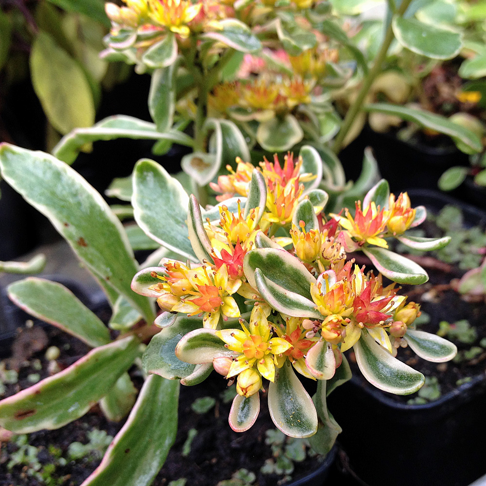 Kamtschatka Fettblatt Variegatum, Sedum, Steingarten, Bodendecker