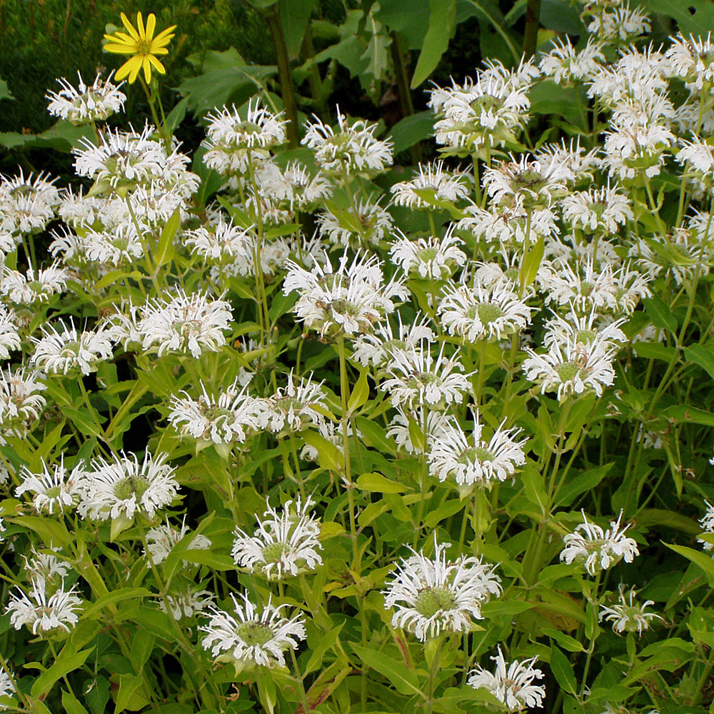 Indianernessel Schneewittchen, Monarda, Blütenstaude