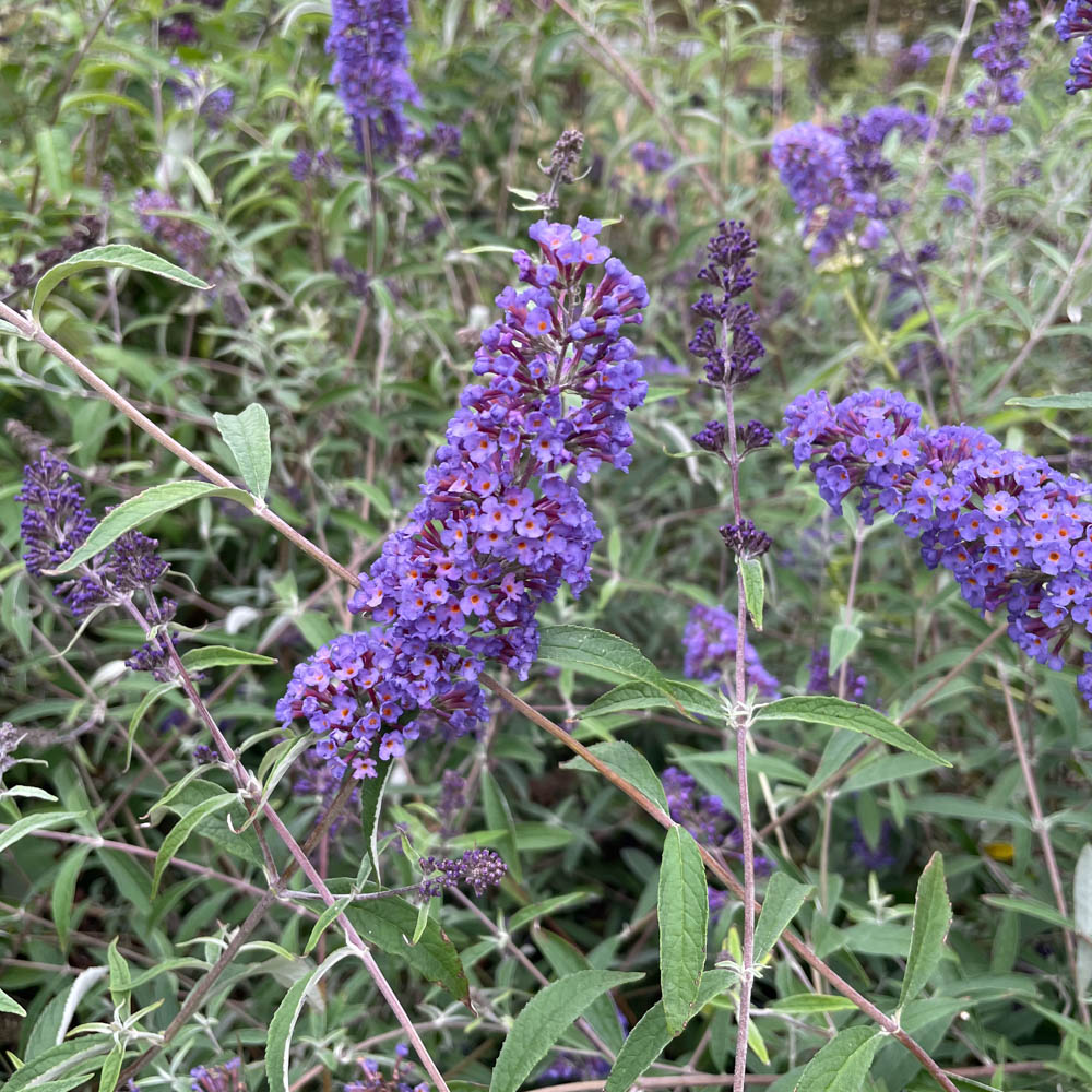 Sommerflieder 'Nanho Blue'