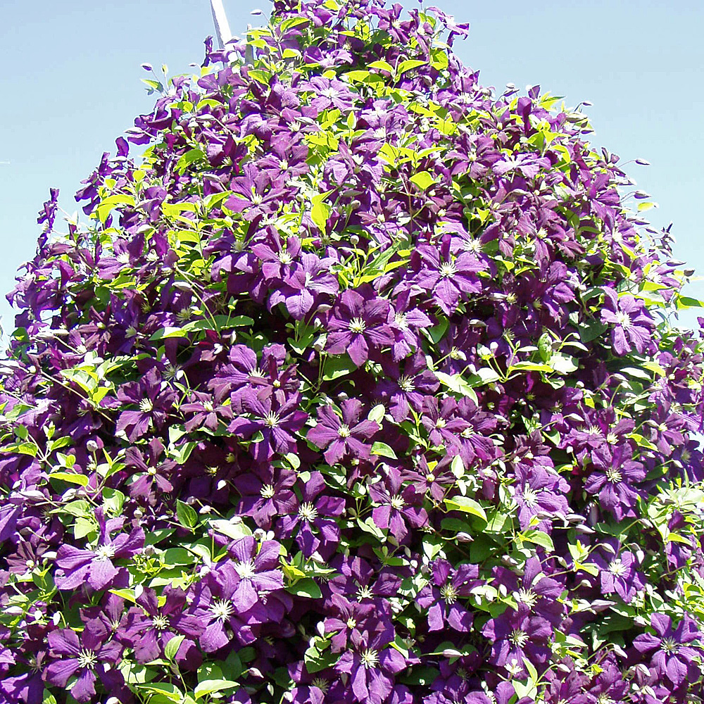 Clematis viticella Etoile Violette