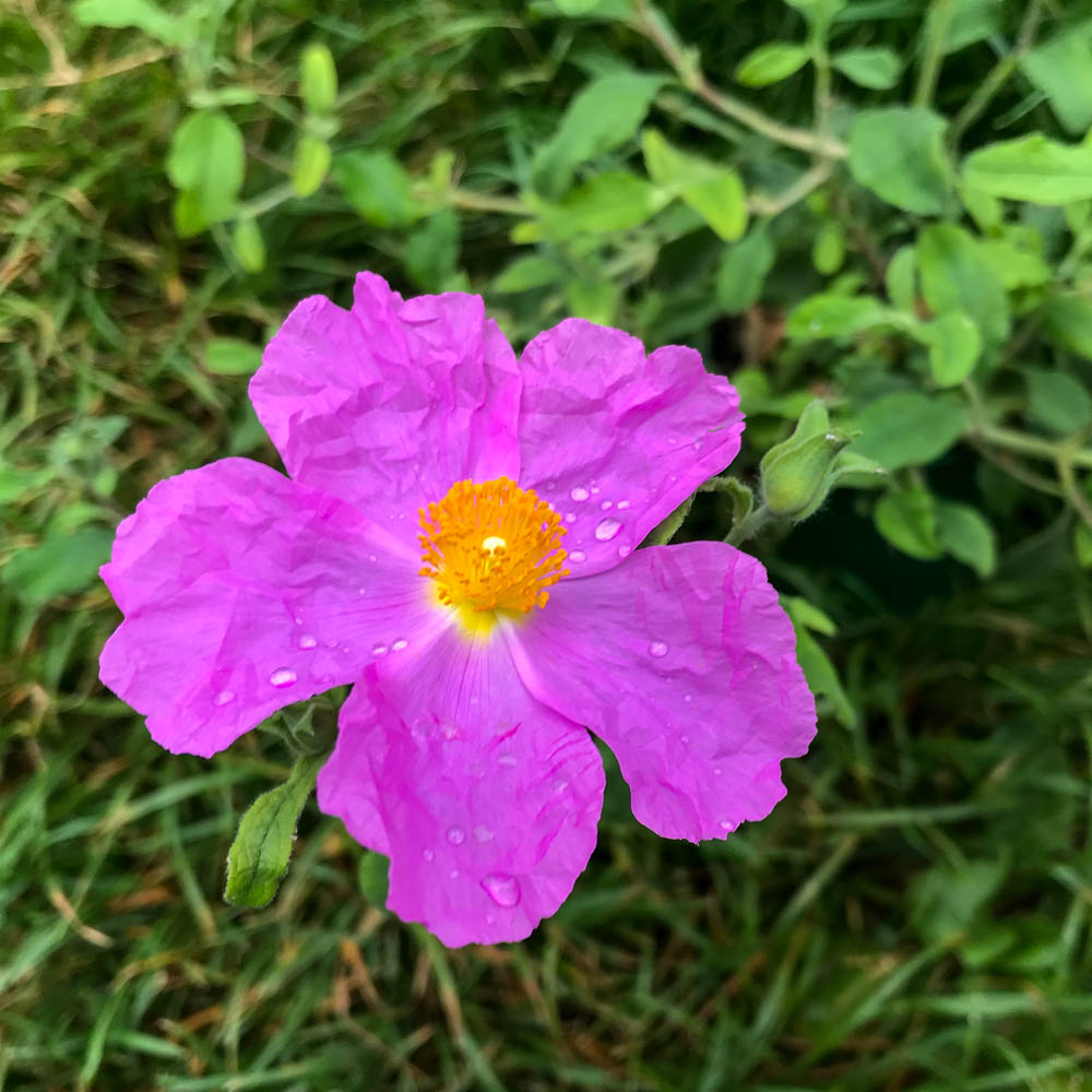 Zistrose