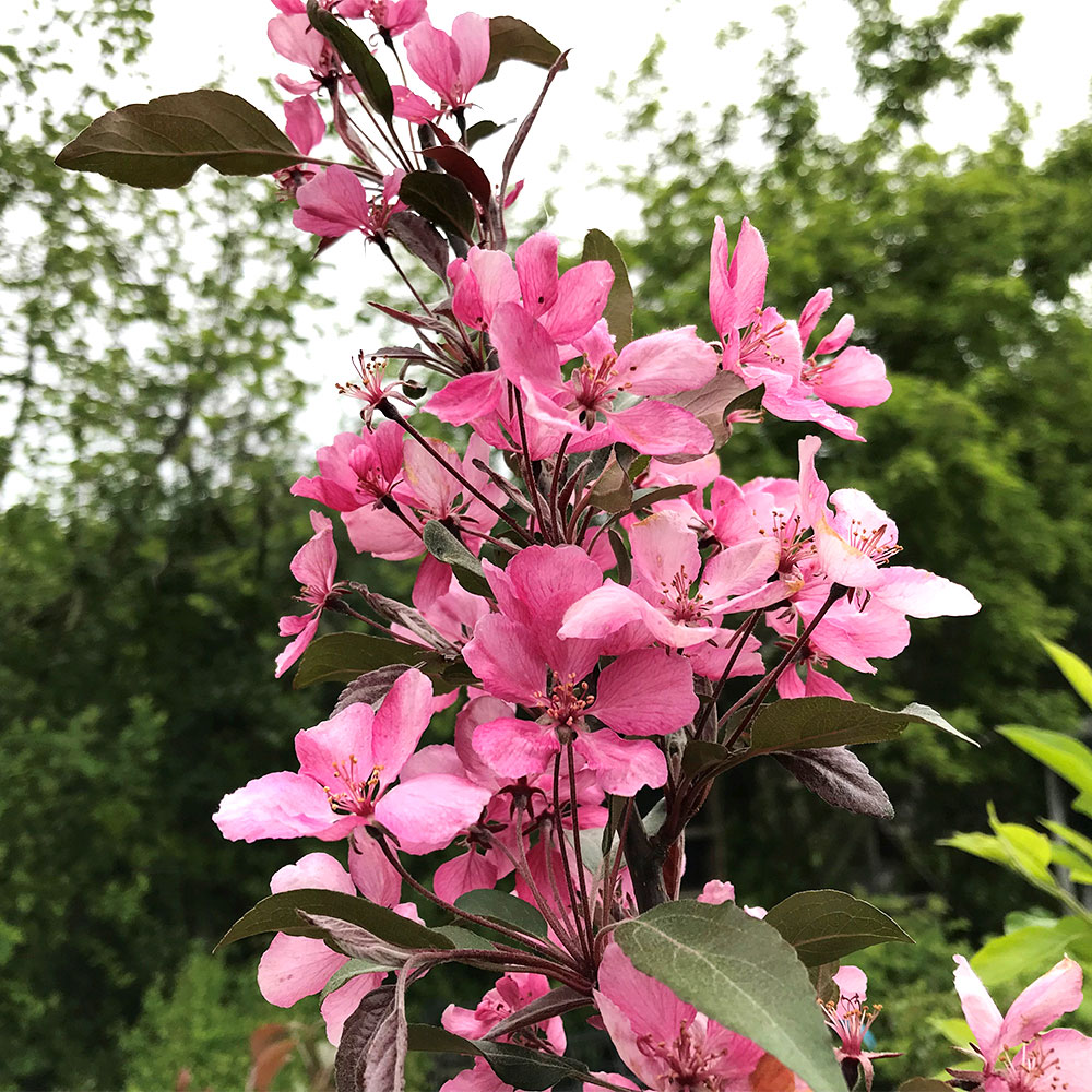 Zierapfel 'Coccinella'