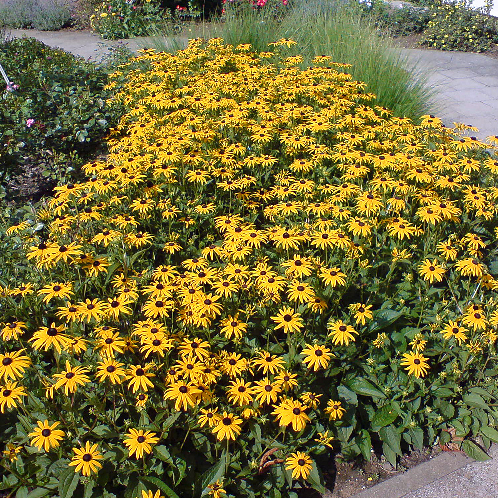Sonnenhut Goldsturm Blüte