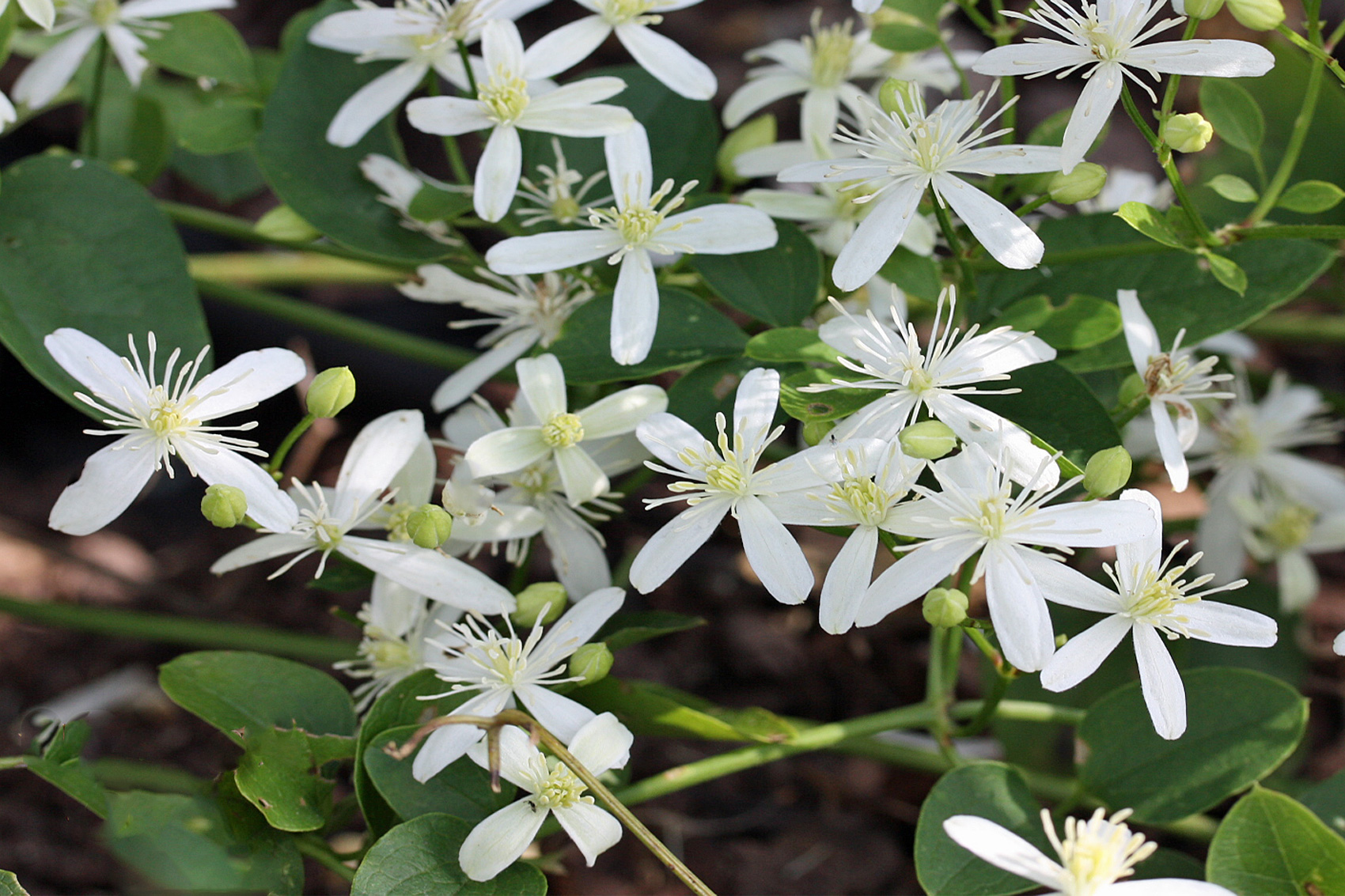 Besondere Clematis